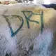 A cow no longer producing milk is marked on Sue and Chuck Spaulding's farm in Shell Lake. Image by Mark Hoffman/The Milwaukee Journal Sentinel. USA, 2019.