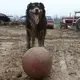 Spencer waits for someone to throw his ball on the small organic dairy farm Emily Harris owns with her wife, Brandi. Emily Harris relies on her dog, Spencer, to make her difficult job a little bit easier. The dog knows numerous voice commands and can move cattle around on the farm. He also provides a measure safety by placing himself between Harris and her bull. Image by Mark Hoffman. United States, 2019.