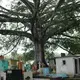 An enormous tree extends over the grave stones and mausoleums at the Cementerio Municipal Santa Tecla. Image by Lauryn Claassen. El Salvador, 2017.