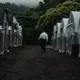 Toru Hoshikawa shows the green houses in which mushrooms are grown. Image by Audrey Henson. Japan, 2019.