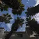 Palm trees grow as blue sky is seen between the clouds at Ramon Flores' Tijuana apartment complex Friday, Nov. 29, 2019. The steep, dry terrain and the tropical vegetation create a sharp contrast from the rainy weather and pine trees of the Pacific Northwest. Image by Amanda Cowan. Mexico, 2019.