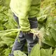 Sally Kwan harvests some green onions from the garden for the night's dinner in T5 R7 in the Unorganized Territories on Sept. 17, 2019. Image by Michael G. Seamans. United States, 2019.