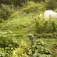 Duane Hanson checks on his crops at his homestead in T5 R7 in the Unorganized Territories on Sept. 17, 2019. Hanson and Kwan provide almost all of their food from the garden or hunting. Image by Michael G. Seamans. United States, 2019.