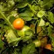 A ripe tomato waits on the vine at the Hanson/Kwan homestead in T5 R7 in the Unorganized Territories on Sept. 17, 2019. Image by Michael G. Seamans. United States, 2019.