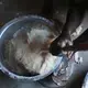 Nsima, the country’s staple food, is a stiff porridge of maize flour that has to be prepared fresh for every meal. Image by Nathalie Bertrams. Malawi, 2017.