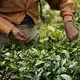 Women workin in the tea fields and help with manual tasks such as sorting through dried leaves after harvest. Image by Esha Chhabra. India, 2017.