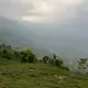 Tea gardens in Darjeeling. Image by Esha Chhabra. India, 2017.