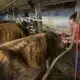 Brandi, right, and Emily Harris remove the collars from their cows before the cows are loaded onto trailers. Image by Mark Hoffman. United States, 2019.