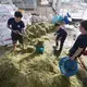 Workers mix a batch of feed for the dairy herd at Prateep Farms in Pak Chong, Thailand. The total mix ration contains to optimum amount of forage and supplements for optimal animal health and milk production. Image by Mark Hoffman. Thailand, 2019. 