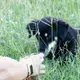 The dog, staying still slightly away, eating out of Beckles’ hand. Image by Jamie Holt. United States, 2019.