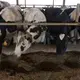 After being milked, cows are fed. Image by Mark Hoffman/The Milwaukee Journal Sentinel. USA, 2019.