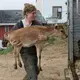 Emily Harris carries a calf from her barn onto a truck May 6 on the small organic dairy farm she owns with her wife, Brandi, in Monroe. They sold most of their 40-cow herd to farms in Indiana and New York. Image by Mark Hoffman. United States, 2019.