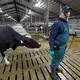 A cow follows veterinarian Jeff Bleck while he performs fertility checks Oct. 30 at Drake Dairy Inc. in Elkhart Lake. Image by Mark Hoffman. United States, 2019.