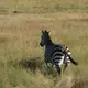 No matter how often you see them, zebras never fail to impress. Image by Elham Shabahat. Rwanda, 2017.