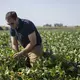 Grant Kimberley, a sixth germination family farmer and Market Development Director for the Iowa Soybean Association, checks soybeans on his family's farm, Tuesday, Sept. 5, 2017, in rural Polk County. Image by Kelsey Kremer.