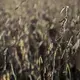 Soybeans ready to harvest on the Kimberley farm outside of Maxwell, on Tuesday, Oct. 17, 2017. The Kimberley's hosted Chinese President Xi Jingping on their farm when he visited Iowa in 2012. Image by Kelsey Kremer.