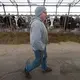 Hans Breitenmoser Jr. walks past some of his herd on his farm in Merrill. The son of Swiss immigrants milks about 350 dairy cows. Image by Mark Hoffman. United States, 2019.