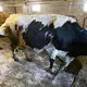 Cows leave the barn after being milked on Sue and Chuck Spaulding's farm. Image by Mark Hoffman/The Milwaukee Journal Sentinel. USA, 2019.