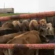 Emily Harris takes a final look as a truck departs with most of her herd. Image by Mark Hoffman. United States, 2019.