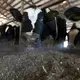 After being milked, cows are fed. Image by Mark Hoffman/The Milwaukee Journal Sentinel. USA, 2019.