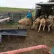 Truck driver Dan Richards loads the last of the livestock. Image by Mark Hoffman. United States, 2019.