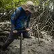 Adi pushes a sediment coring device into the mud to collect a sample to measure the carbon underground. Image by Ardiles Rante. Indonesia, 2019.
