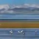 Birds congregated on Brewster Flats at low tide. Image by John Tlumacki. United States, 2019.