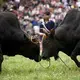 Bulls fight during Torch Festival celebrations in Liangshan prefecture, Sichuan province. Image by Max Duncan. China, 2016.