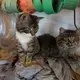 A pair of barn cats hang out in the heated barn office. Image by Mark Hoffman/The Milwaukee Journal Sentinel. USA, 2019.