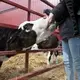 A calf sucks on child's hand while being auctioned. Image by Mark Hoffman. United States, 2019.