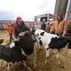 Cory Bidlingmaier, left, and Robert 'Stretch' Hull maneuver calves in a pen during an auction. Image by Mark Hoffman. United States, 2019.