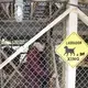 Learning checks on the dogs in his kennel at his home in Happy Valley-Goose Bay on Nov. 6, 2019. Image by Michael G. Seamans. Canada, 2019.