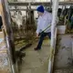 Annette Trescher sweeps around a barn cat while doing morning chores on her family's farm in Cashton. Image by Mark Hoffman. United States, 2019.