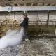 The small farm of Emily and Brandi Harris in Monroe has become a casualty of the dairy crisis. When the price they were getting for milk fell by a third, they decided to end their dairy operation. Emily Harris tosses lime in the barn after their cows were sold and loaded onto a trailer. Image by Mark Hoffman. United States, 2019.