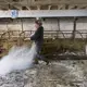 Emily Harris tosses lime in her barn after her herd was loaded onto a trailer at Wylymar Farms, the small organic dairy farm she owns with her wife, Brandi, in Monroe. Image by Mark Hoffman. United States, 2019.