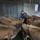 Emily Harris closes the door after emptying the barn of adult cows so they can be loaded onto a trailer. Image by Mark Hoffman. United States, 2019.