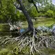 Sea-level rise and more severe hurricanes and typhoons are also endangering mangroves. Image by Ardiles Rante. Indonesia, 2019.
