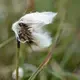 Cottongrass blowing in the wind. Image by Nick Mott. United States, 2019.