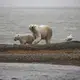 Polar bears in the refuge. Image by Nick Mott. United States, 2019.