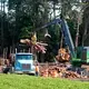 Trees cut down on a Wilson County farm are loaded onto a truck Tuesday, Sept. 3, 2019. The cut trees are headed to the Enviva plant in Northampton County, N.C. Image by Ethan Hyman. United States, 2019.