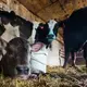 A 30-minute-old male calf is shown on the Mess family farm in Watertown. Image by Mark Hoffman. United States, 2019.