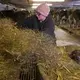 A barn cat sleeps in a bin full of straw while Christy Spexet throws down bedding. Image by Mark Hoffman/The Milwaukee Journal Sentinel. USA, 2019.