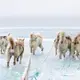 A team of dogs on the sea ice, which melts earlier and freezes later each year. Greenland, 2019. Image by Anna Filipova.