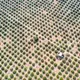 A cashew nut plantation in the Beng Per Wildlife Sanctuary. Most of the sanctuary’s land has been sold by the government for agricultural concessions. Image by Sean Gallagher. Cambodia, 2020.<br />
