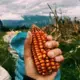 I love the corn and the view. Image by Hanan Kadir. Ecuador, 2018.<br />