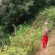 Women farmers in Harkapur village bring their goats to browse in nearby fields. Girls and women in rural Nepali villages are most vulnerable to trafficking due to their lack of education and economic opportunities. Image by Nicole Brigstock. Nepal, 2015.