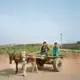 Boys at the I-12 settlement ride a traditional donkey carriage used to transport goods. Image by Sara Hylton. Pakistan, 2018.