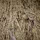 Rice harvested by Elias da Silva Lima, 63, dries in a pile on land he farms in the Virola Jatoba settlement in Anapu. Image by Spenser Heaps. Brazil, 2019.