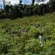 Elias da Silva Lima, 63, walks through a clearing in the forest he farms on the Virola Jatoba settlement in Anapu. Image by Spenser Heaps. Brazil, 2019.