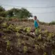 After a whole week of non-stop rain, a man harvests the sweet potato leaves he grew on top of Smokey Mountain, an area that was once one of the largest landfills in Manila. Image by Micah Castelo. Philippines, 2019.